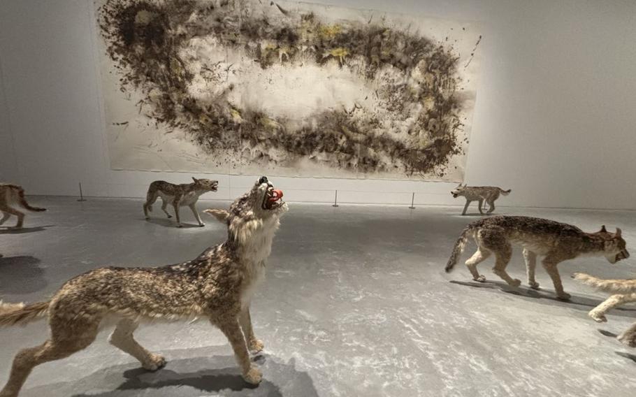 Animal taxidermies at Naoshima New Museum of Art